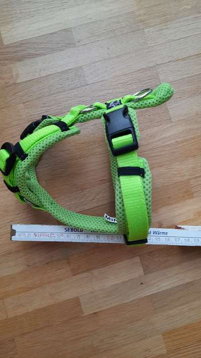 Wo sind die Chihuahua Besitzer ?-Beitrag-Bild