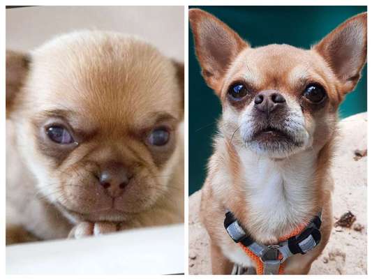 Vom Welpen zum Hund-Beitrag-Bild