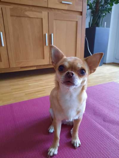 Doppelgänger gesucht !-Beitrag-Bild