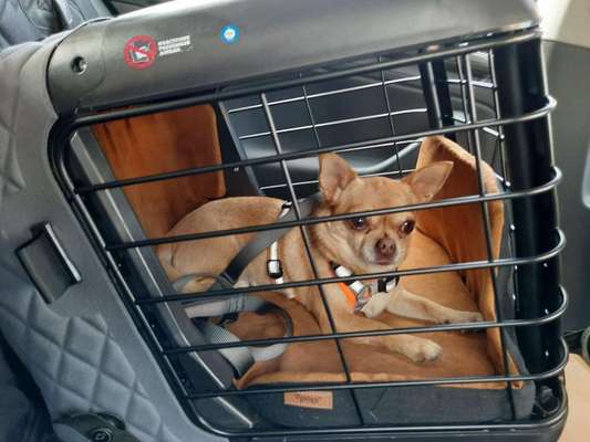 Wo sind die Chihuahua Besitzer ?-Beitrag-Bild