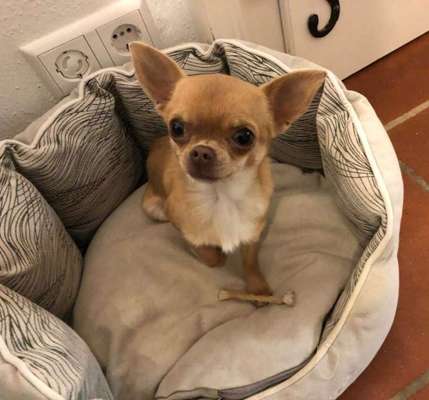 Wo sind die Chihuahua Besitzer ?-Beitrag-Bild
