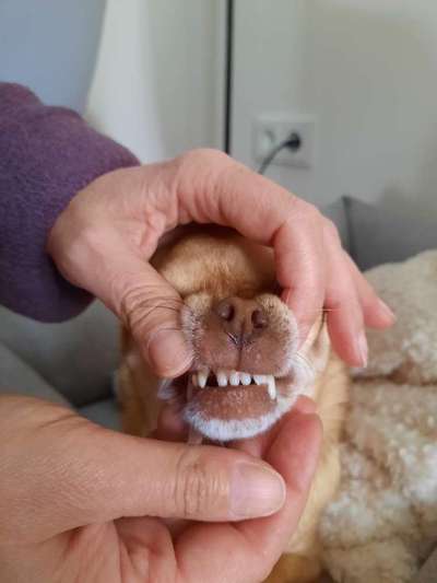 Wo sind die Chihuahua Besitzer ?-Beitrag-Bild