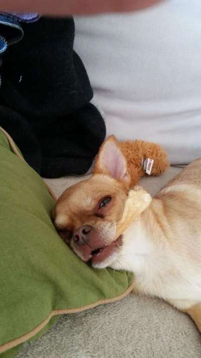 FOTO-Challenge  NR. 91: Die pure Entspannung-Beitrag-Bild