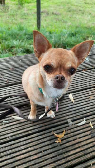 Doppelgänger gesucht !-Beitrag-Bild