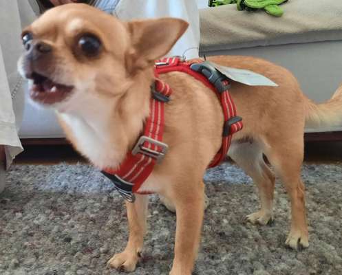 Wo sind die Chihuahua Besitzer ?-Beitrag-Bild