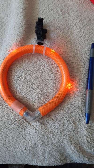 Blinkende Leuchthalsbänder, schädlich für Mensch und Hund-Beitrag-Bild