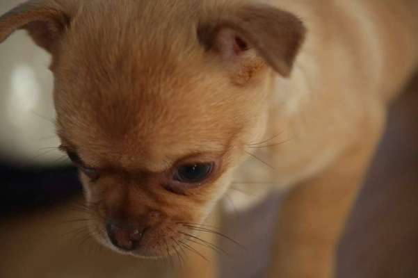 Welpen Bilder !-Beitrag-Bild