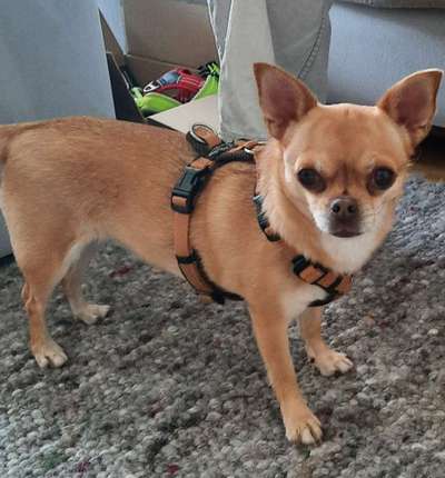 Wo sind die Chihuahua Besitzer ?-Beitrag-Bild