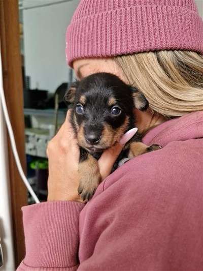 Tierschutzhunde suchen ein Zuhause-Beitrag-Bild