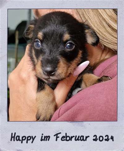 Tierschutzhunde suchen ein Zuhause-Beitrag-Bild