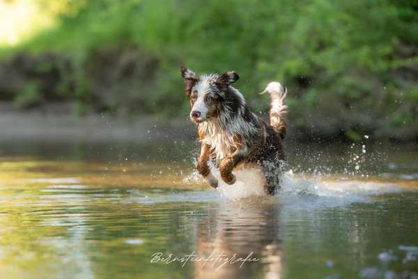 Hundetreffen-Wassershooting-Bild