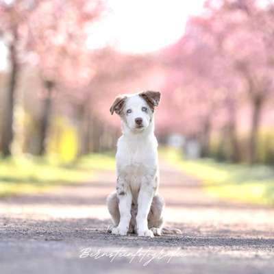 Hundetreffen-Welpentreffen gesucht – für positive Erfahrungen 🐾-Bild
