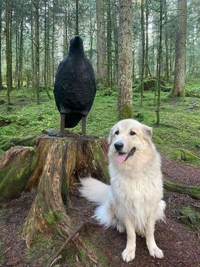 Auslandstierschutz-Beitrag-Bild