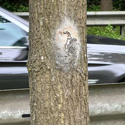 Giftköder-Nest Eichenprozessionsspinner-Bild
