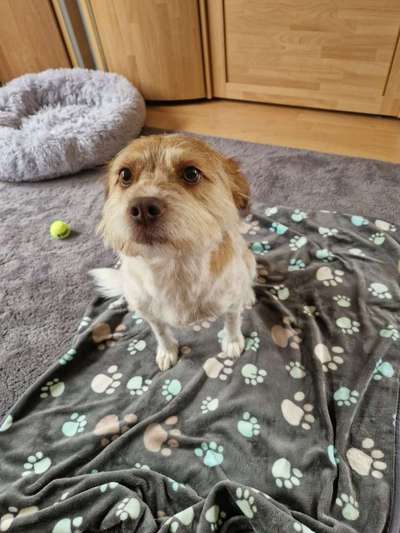 TierschutzhundeStammtisch🐕-Beitrag-Bild