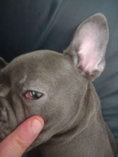 Welpe rote augen-Beitrag-Bild