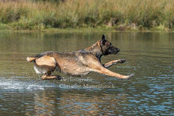 Zeigt mal die schönsten Bilder von euren Hunden !-Beitrag-Bild