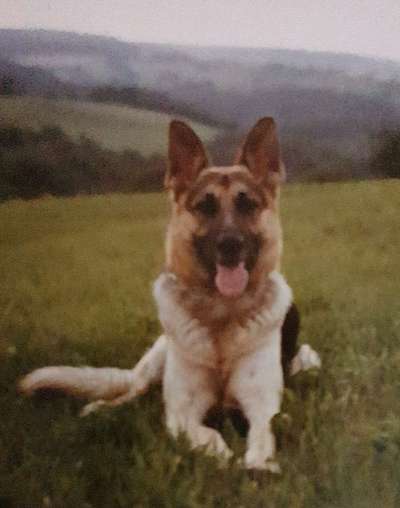 Schäferhund-Beitrag-Bild