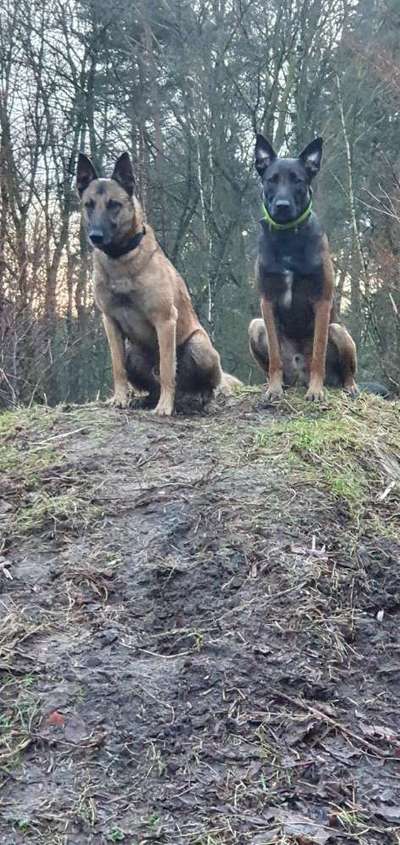 Bester Freund, Hundekumpel - zeigt her!-Beitrag-Bild