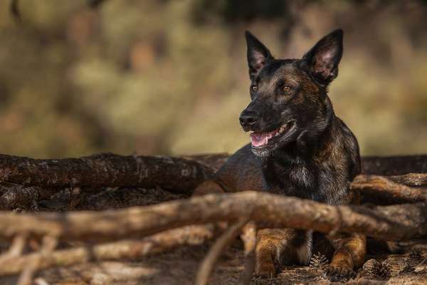 Die Dogorama Kalender Challenge Teil 1/4-Beitrag-Bild