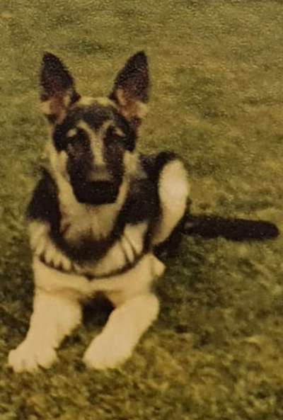 Schäferhund-Beitrag-Bild