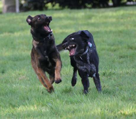Bester Freund, Hundekumpel - zeigt her!-Beitrag-Bild