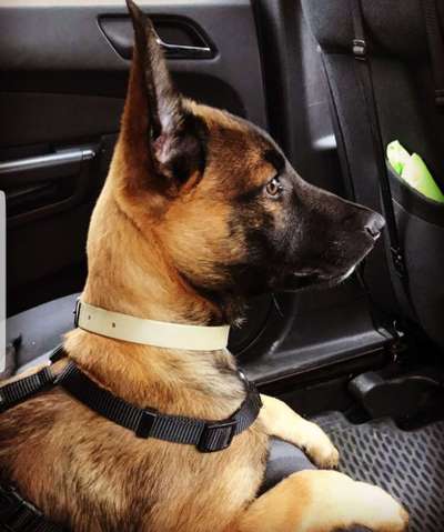 Welpen Bilder !-Beitrag-Bild