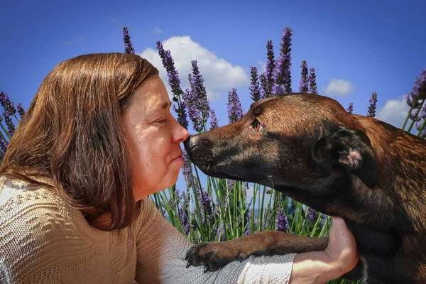 Photomontagen mit Hund-Beitrag-Bild