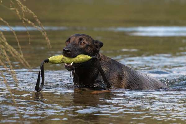 Dogorama-Monats-Challenge-Mai "Wasser"-Beitrag-Bild