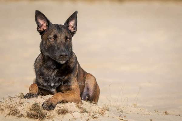 Schäferhund-Beitrag-Bild