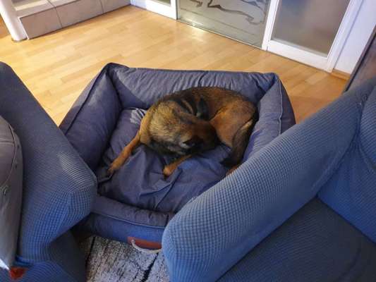 Hundebett gesucht-Beitrag-Bild