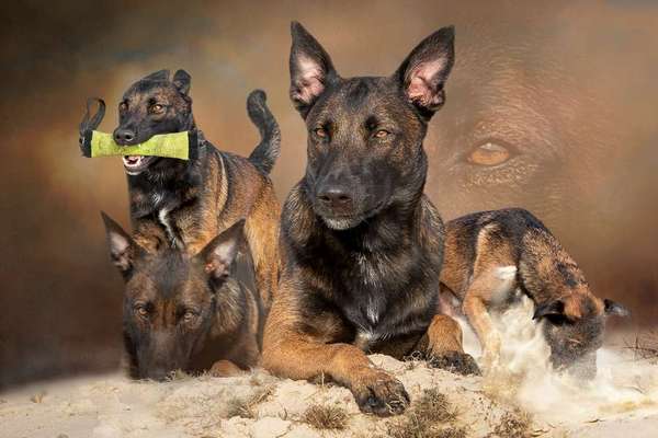 Schäferhund-Beitrag-Bild