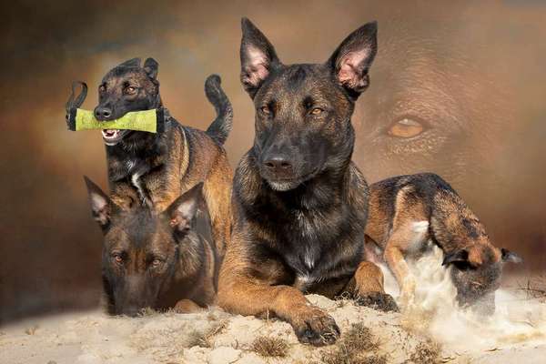 Photomontagen mit Hund-Beitrag-Bild