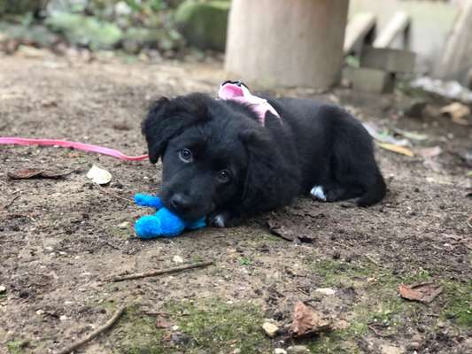 Dogorama Photo Challenge - Hundeblick zum hinschmelzen-Beitrag-Bild