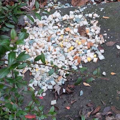 Giftköder-Evtl. Giftköder-Bild