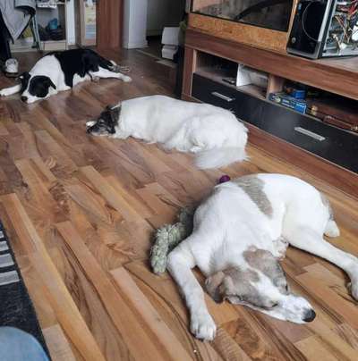 Auslandstierschutz-Beitrag-Bild