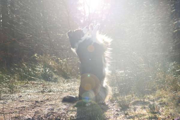 zeigt eure Hunde mit Ihren Frühlingsgefühlen:)-Beitrag-Bild