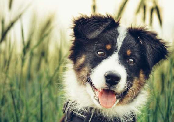 Welpen Bilder !-Beitrag-Bild