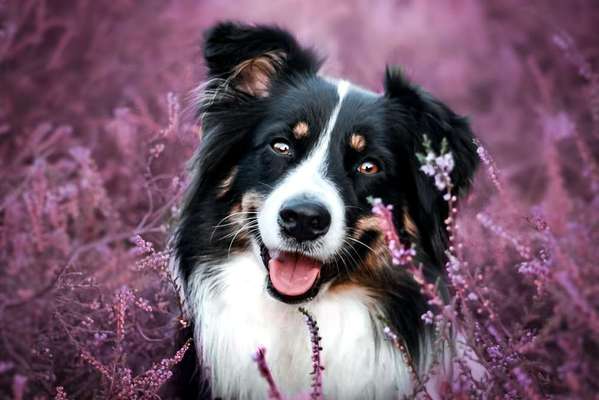 Heide Shooting-Beitrag-Bild