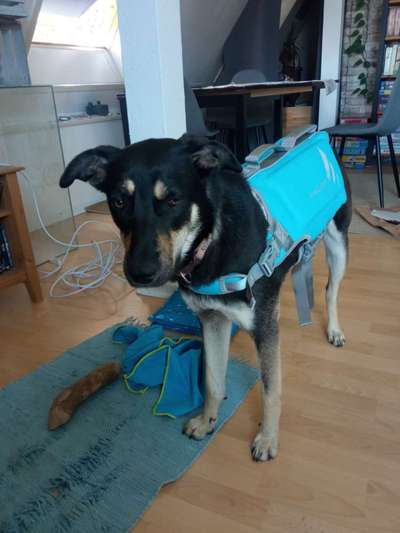 Wie lange kann (darf) ein Hund schwimmen?-Beitrag-Bild