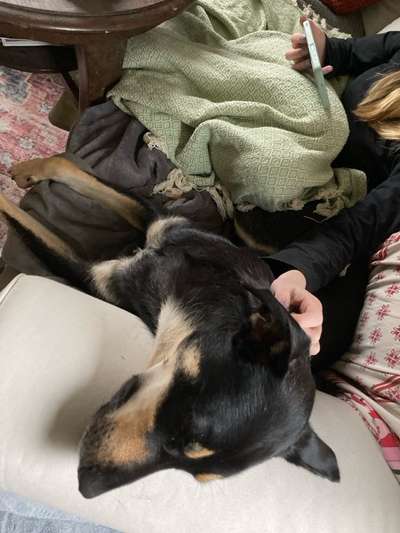 Hund und Kind alleine lassen-Beitrag-Bild