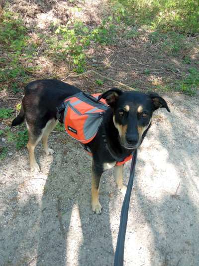 Rucksack für den Hund-Beitrag-Bild