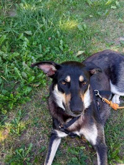 Ist das ein...?-Beitrag-Bild