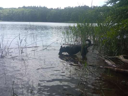 Badestellen für Hund und Mensch, Kiel und Umgebung-Beitrag-Bild