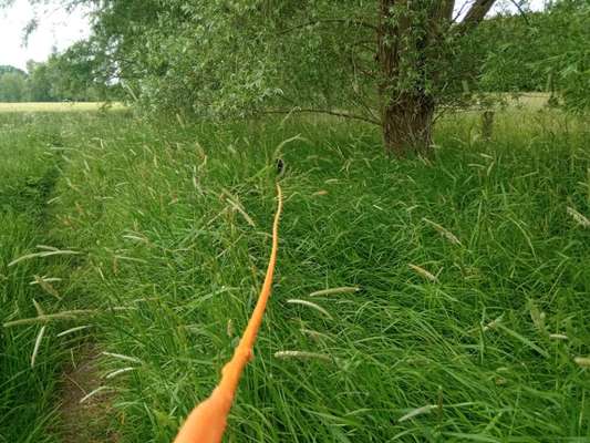 5. Hund im hohen Gras-Beitrag-Bild