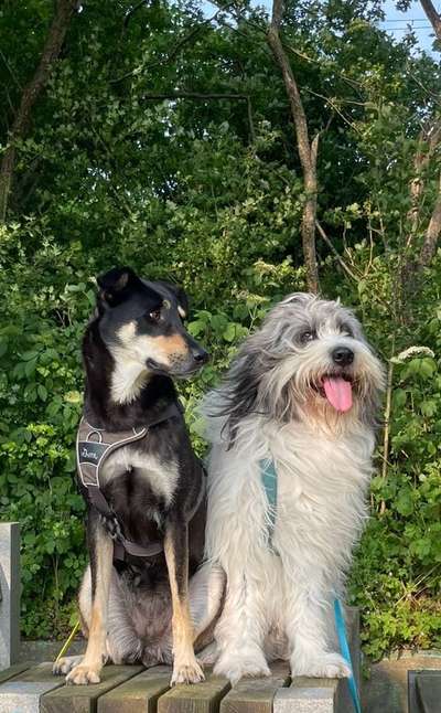 Welche Rasse könnte das sein?-Beitrag-Bild