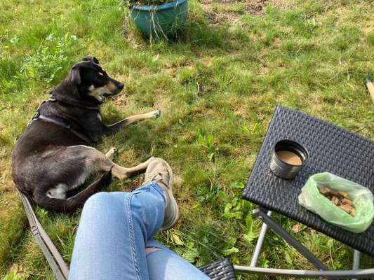 Neue Umgebung/Pachtgarten
- Hund bellt dauernd-Beitrag-Bild