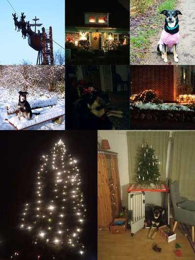 Action-Fun Hund- Aventskalender-Beitrag-Bild