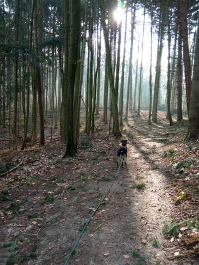 Wald Bild-Beitrag-Bild