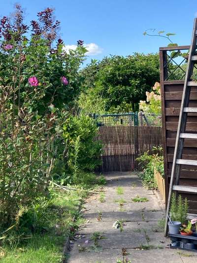 Neue Umgebung/Pachtgarten
- Hund bellt dauernd-Beitrag-Bild